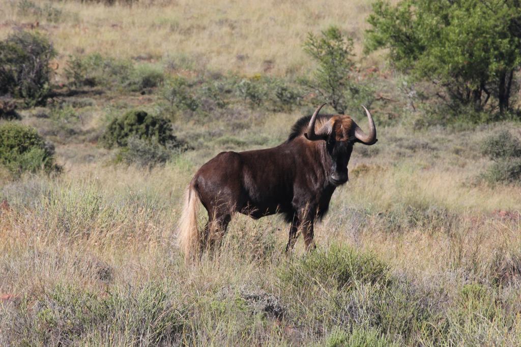 Ko Ka Tsara Bush Camp Villa Beaufort West Eksteriør billede