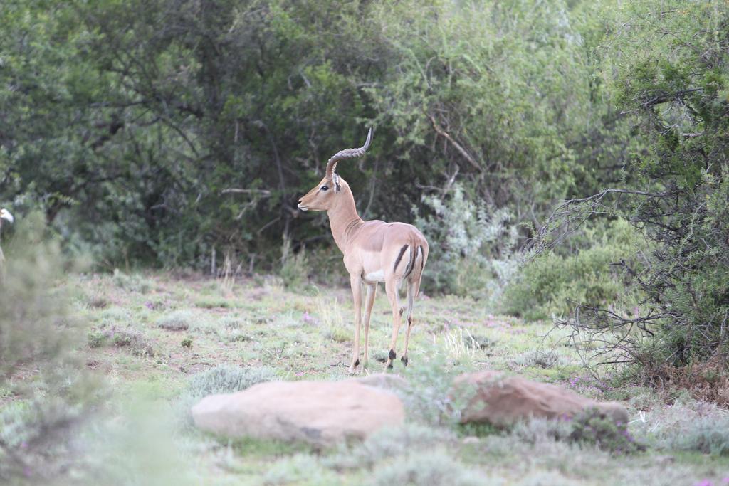 Ko Ka Tsara Bush Camp Villa Beaufort West Eksteriør billede